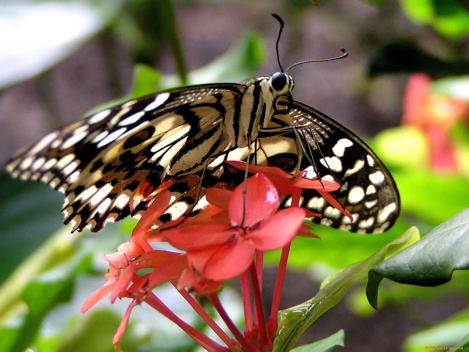 lime, butterfly, , 